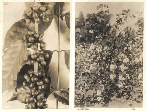 Café  - F 282 / Algodoeiro - F 361