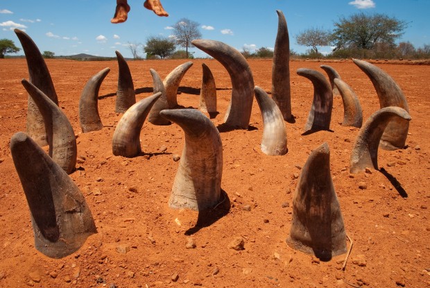 Rodrigo Braga, Desejo Eremita